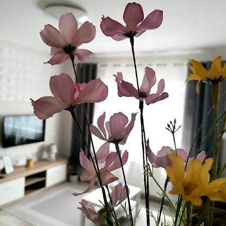 Sweet Central ,in The City Center * Eger